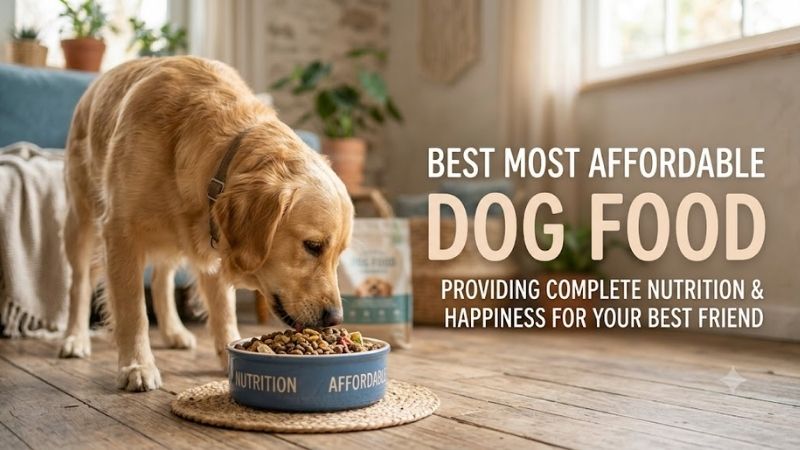 How to Choose the Right Best Most Affordable Dog Food