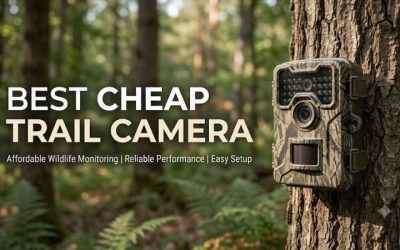 Best Cheap Trail Camera Buyer Guide for Budget Hunting 2026