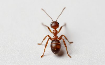 Ants Empire Beginner’s Guide: First Colony