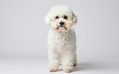 Best Body Groomers for Smooth, Nick-Free Results