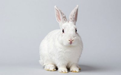 Best Rabbit Grooming Kits for Long-Haired Breeds