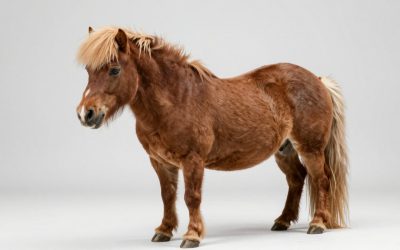 Grow a Garden Show Pony Pet Guide