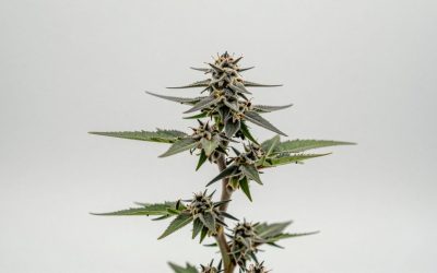 How to Get Super Seeds in Grow a Garden